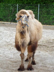 Dromedary camel camelus dromedarius photo