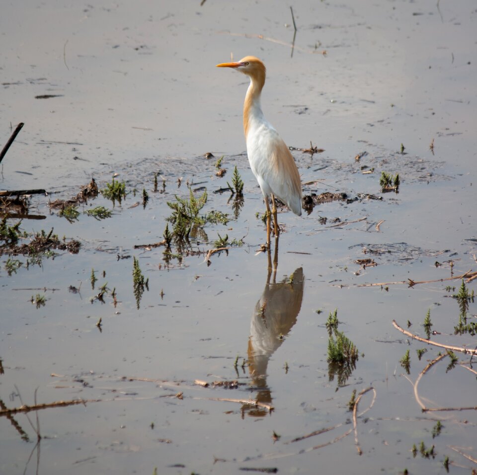 Standing water animal