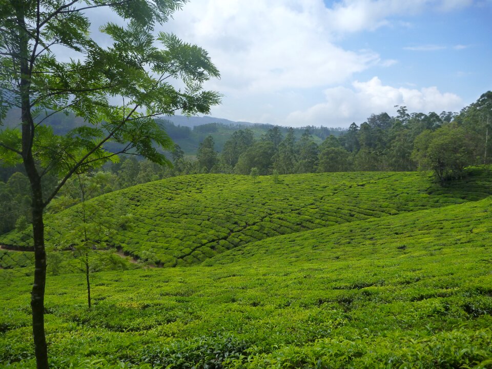 Tree green india photo