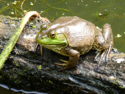 Water animal green