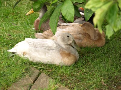 Plumage rest duck bird