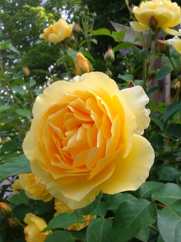 Fragrant flower close up