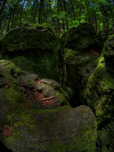 Green bemoost nature