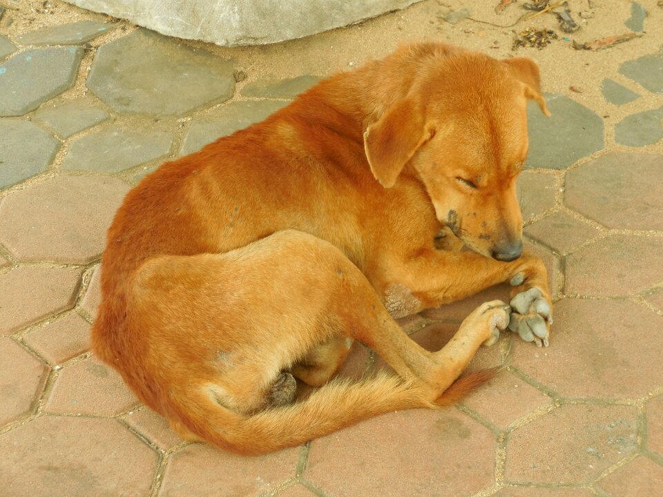 Canine sleep comfortable