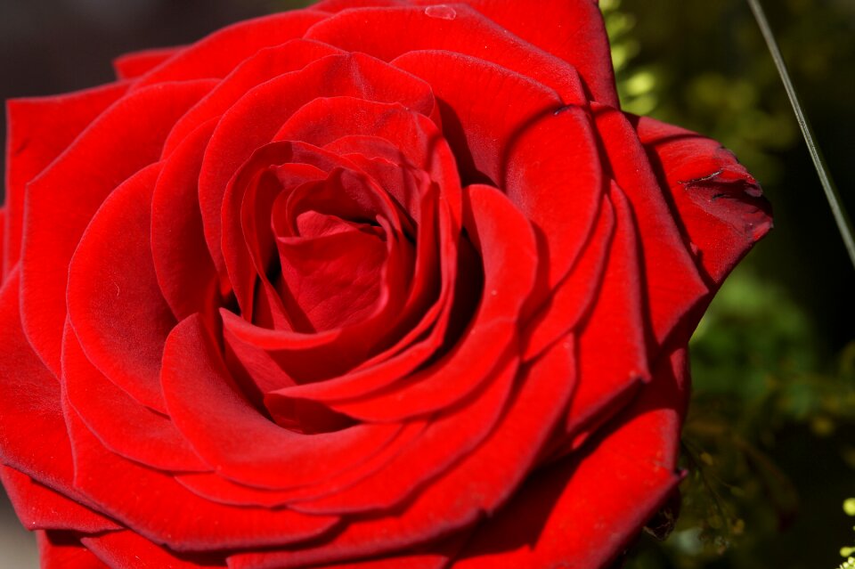 Flower red blossom