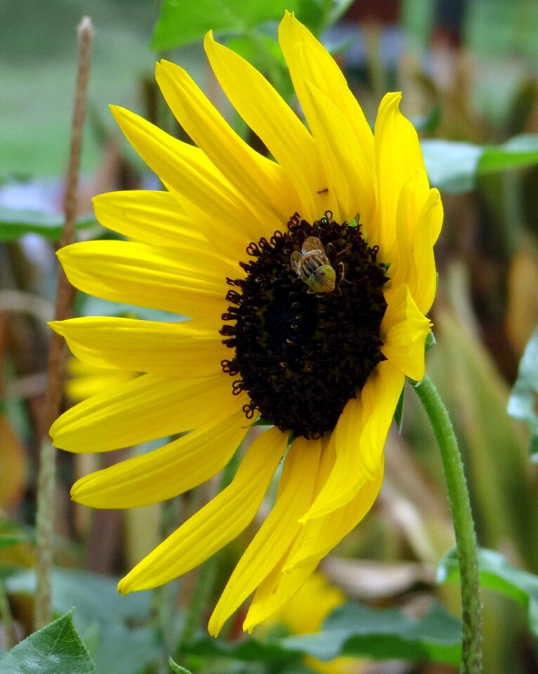 Macro close-up flower photo