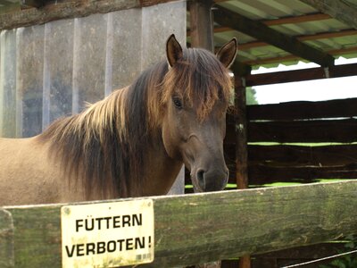 Coupling horse head mane
