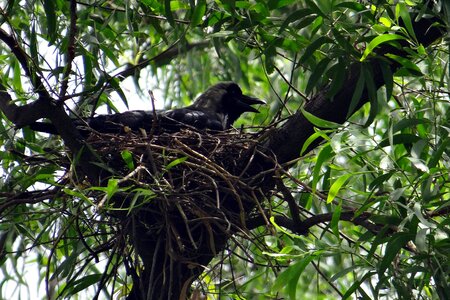 Corvus splendens greynecked crow nest photo