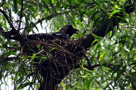 Corvus splendens greynecked crow nest