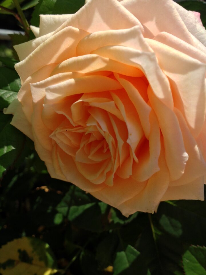 Flower rose garden