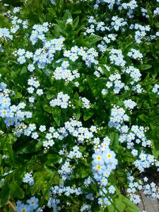 Summer floral flora photo