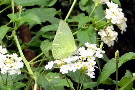 Insect lantana camara flower