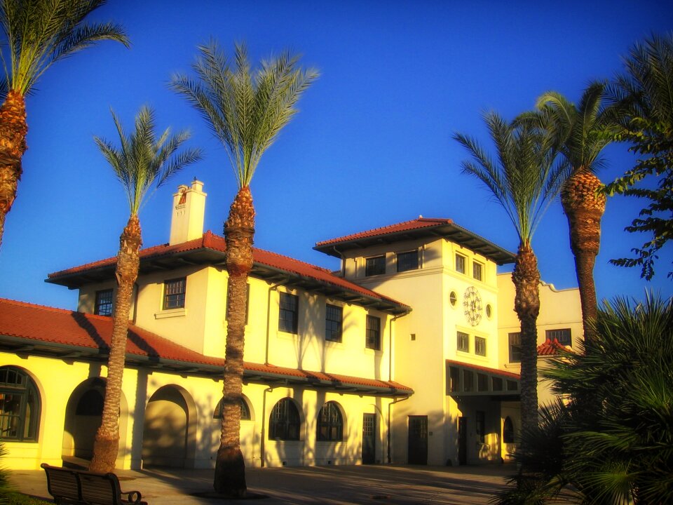 Palms palm trees building