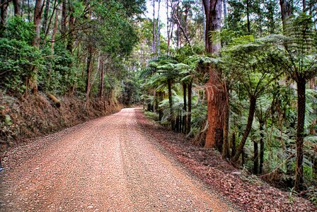 Dirt road ferns