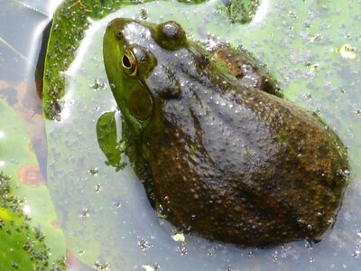 Water animal green photo