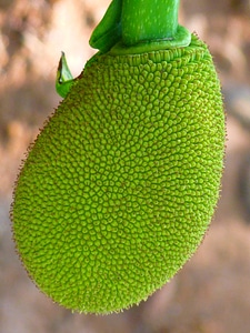 Fruit green delicious