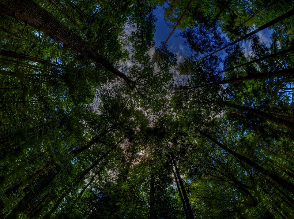 Trees nature fairy tale forest
