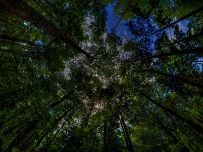 Trees nature fairy tale forest