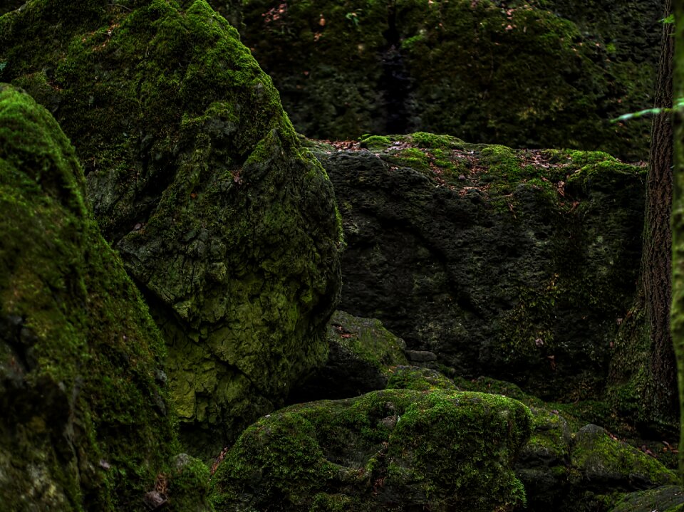 Green bemoost nature