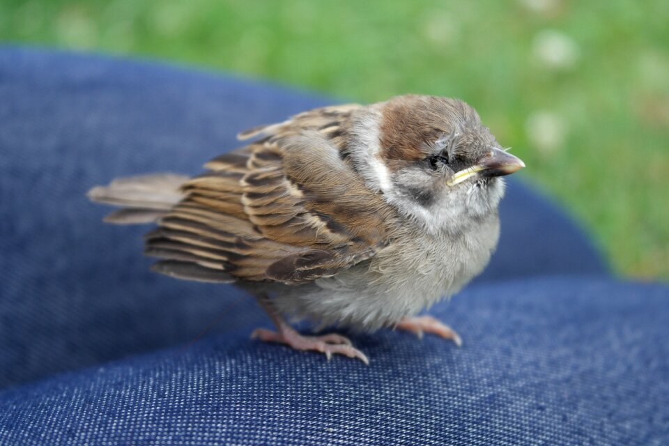 Bird wildlife young