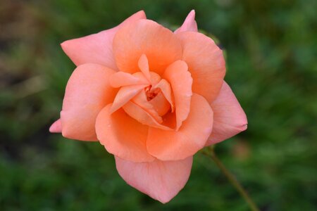 Nature macro pink rose photo