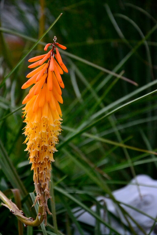 Asphodelus family asphodeloideae blossom