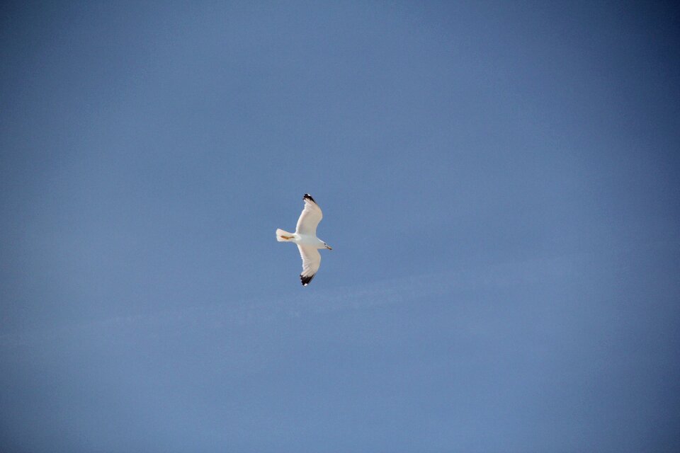 Sky animal flying