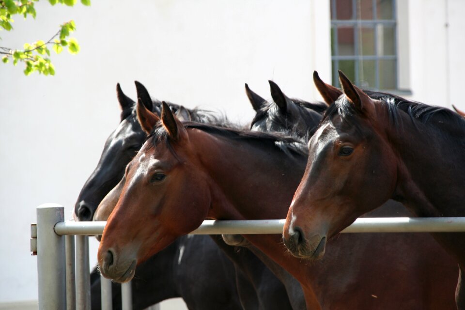 Stud breeding noble