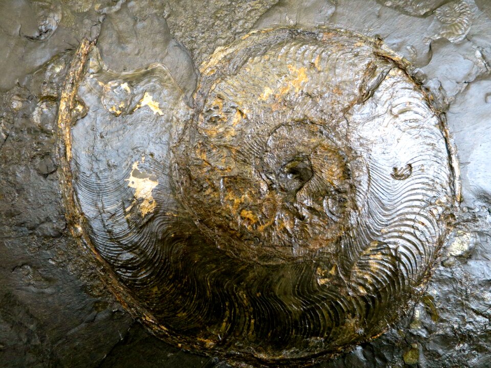 Petrification snail stone