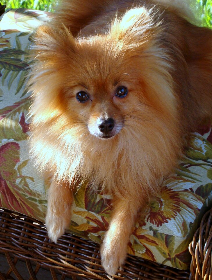 Animal pet mammal