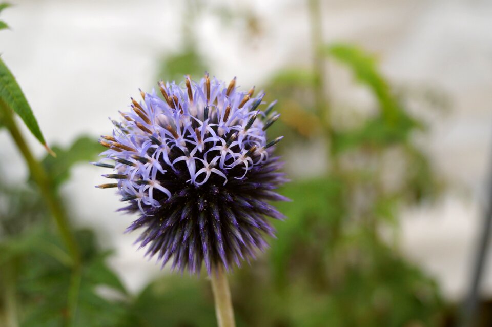 Plant blossom bloom