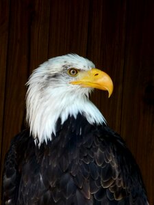 Eagle predator breeding raptors