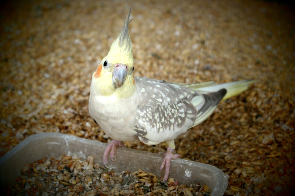Cockatiel parrot feeding