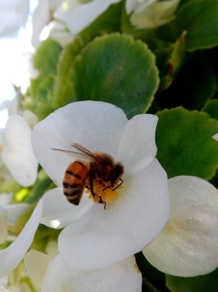 Nature insect nectar
