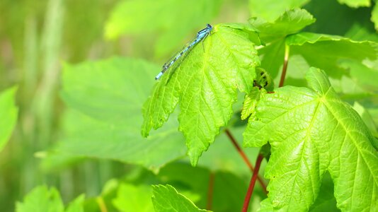 Green blue dragonfly photo