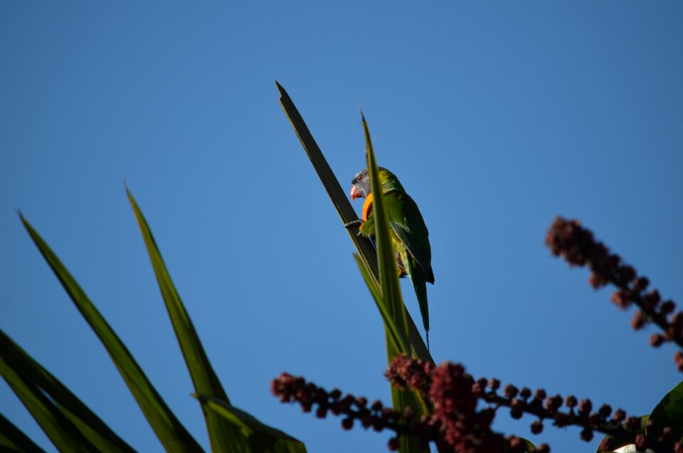 Feather nature wings