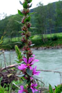 Purple plant nature
