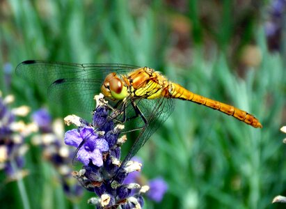 Sailing dragonfly flight insect insect photo