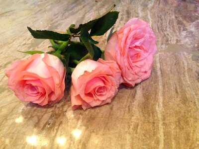Roses pink open