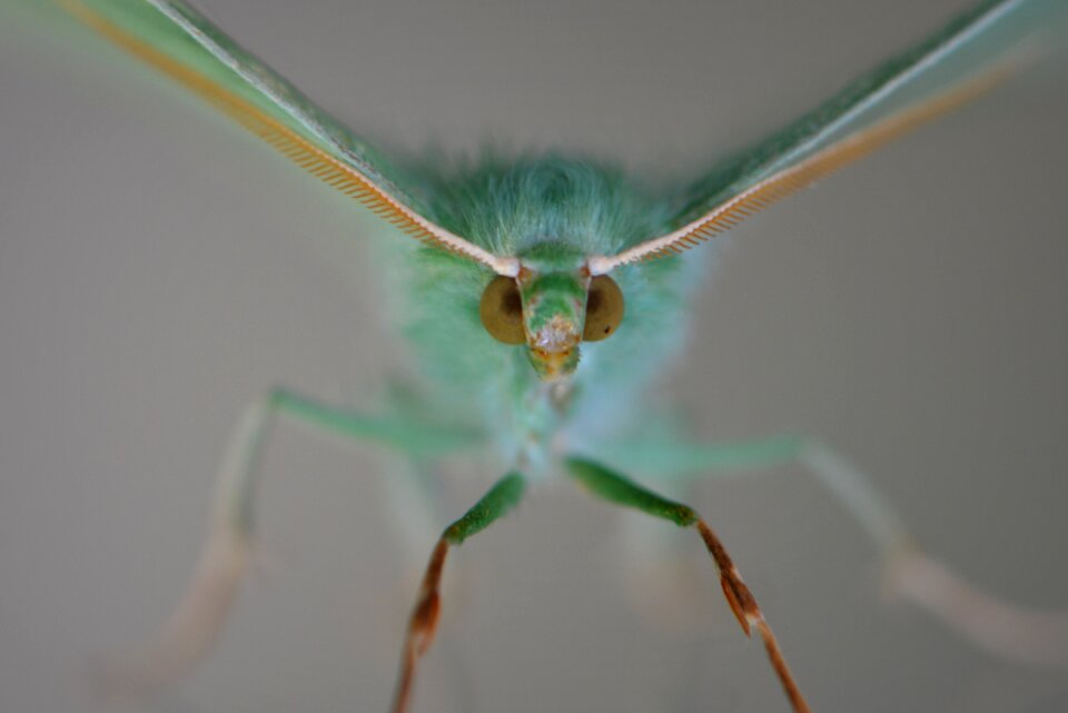 Animal wings legs