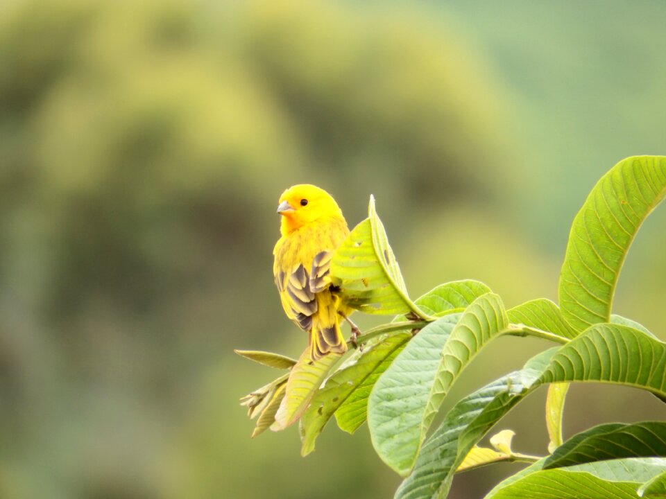 Nature psidium guajava birdie