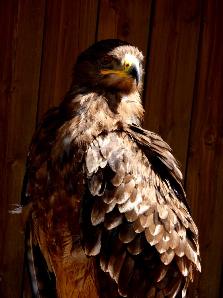 Buzzard bird predator photo