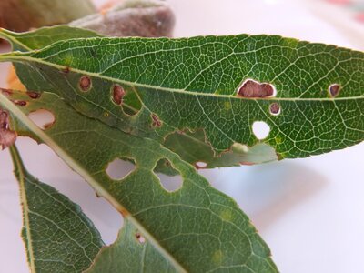 Parasites nibbled nature