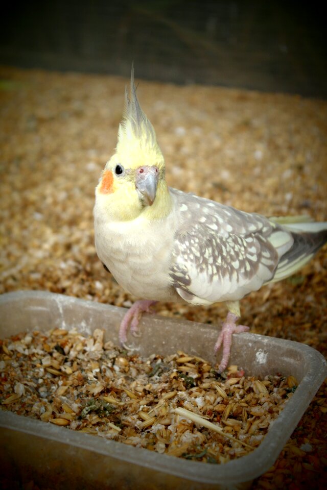 Feeding animal pet