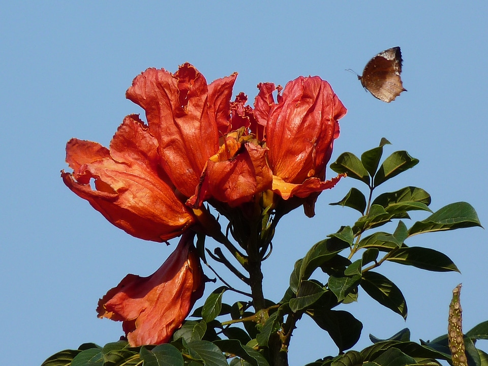 Butterfly animal insect