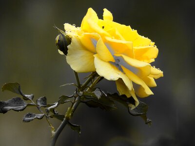 Yellow thorn yellow rose