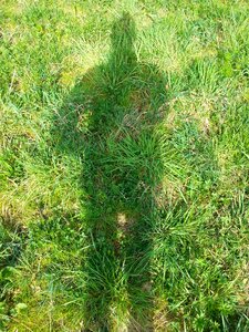 Shadow grass green