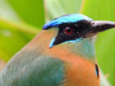 Ave fauna nature