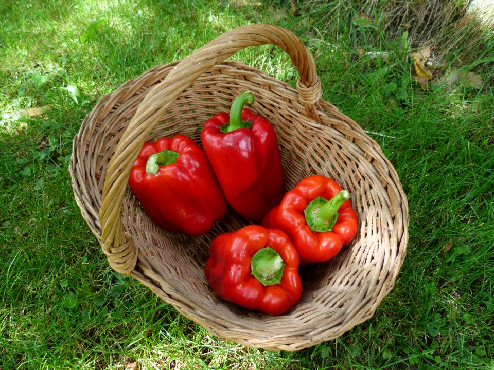 Wicker red vegetable garden photo