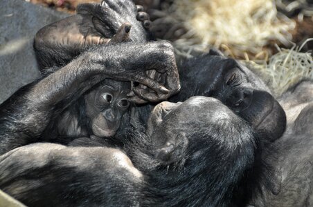 Bonobos ape primates photo